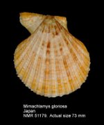 Mimachlamys gloriosa